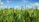 A farmer checking rice plants in a lush green paddy field under a clear sky.