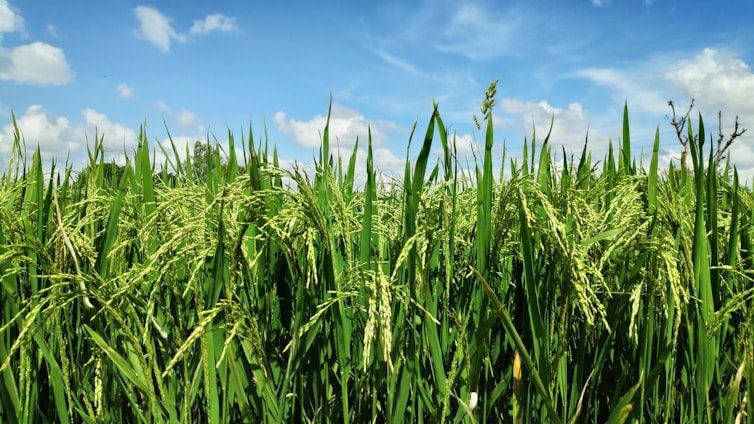 A field of lush green rice plants swaying gently in the breeze under a bright blue sky.