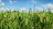 A farmer checking rice plants in a lush green paddy field under a clear sky.