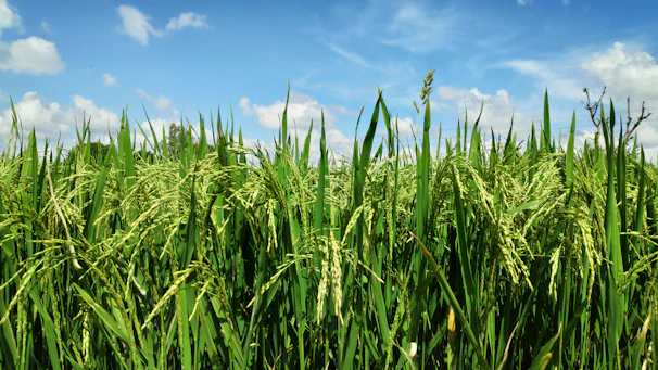 Golden fields of Indian basmati rice swaying gently under a clear blue sky.