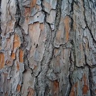 brown and gray tree trunk