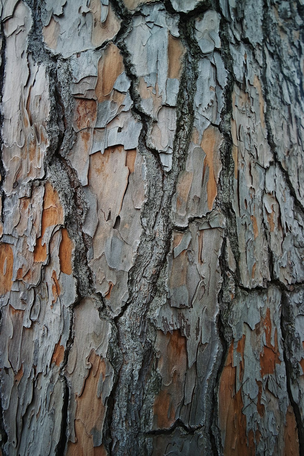 tronco d'albero marrone e grigio