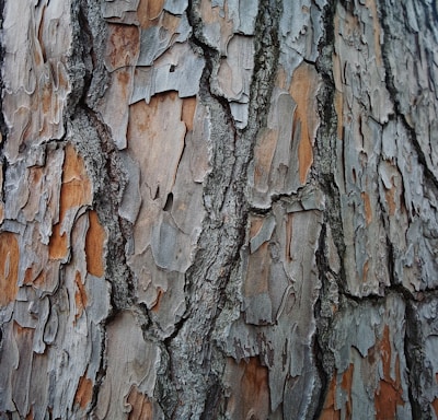 brown and gray tree trunk