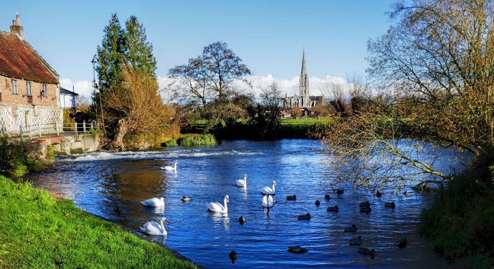 cygne blanc sur la rivière pendant la journée