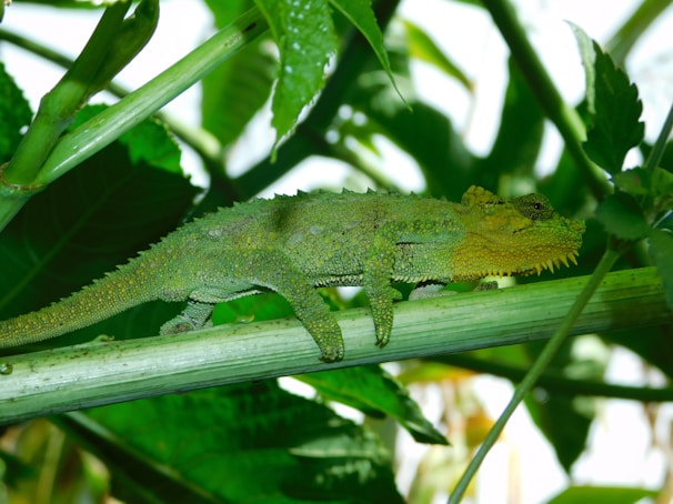 A vibrant panther chameleon blending perfectly with the green leaves it rests on.