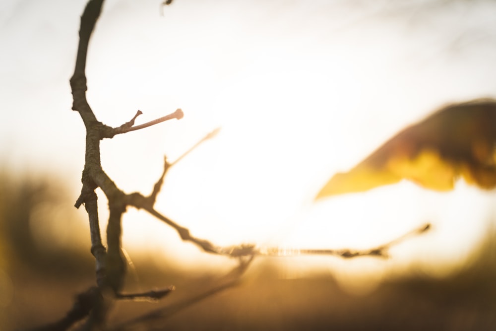 brown tree branch with white background