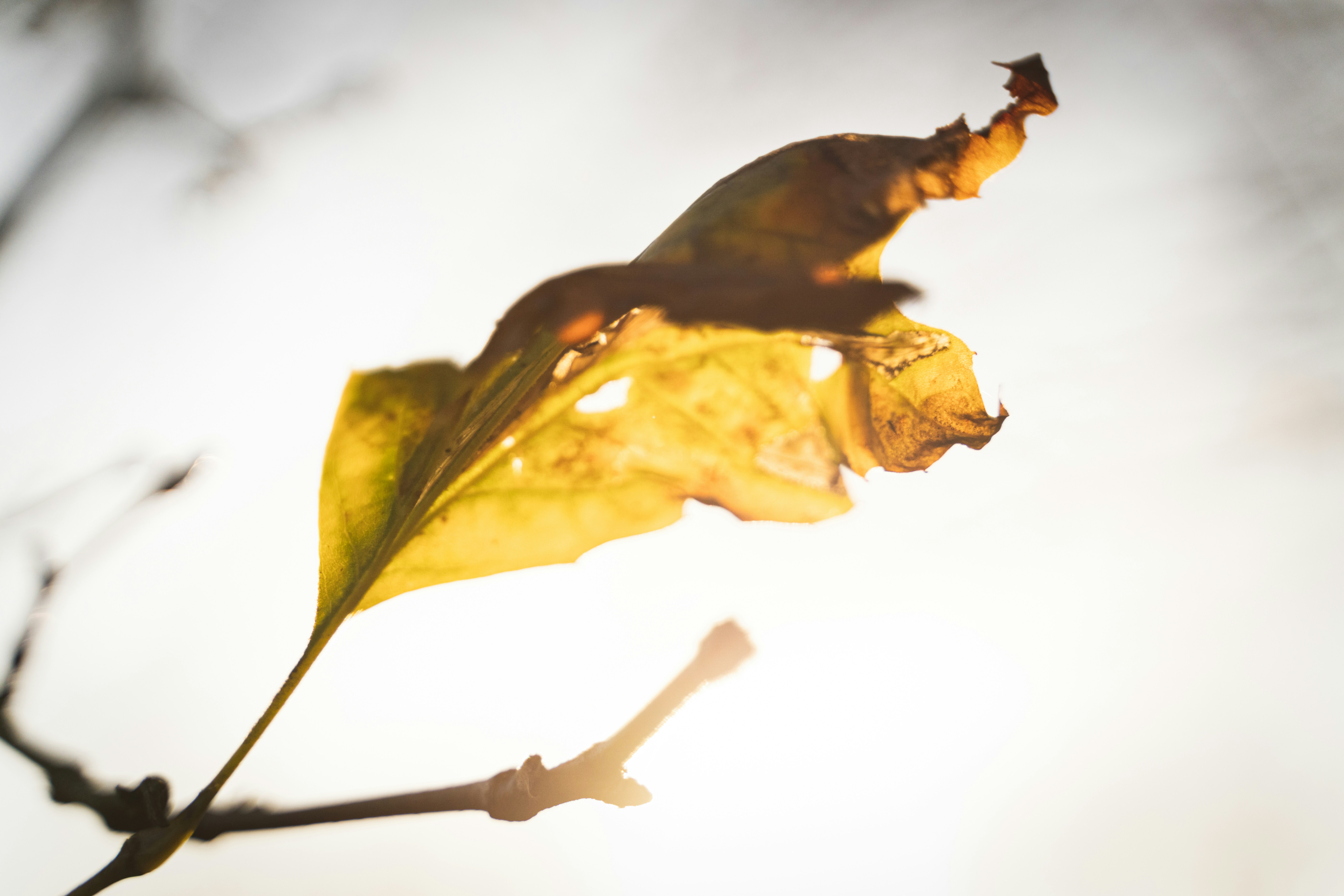 Afbeelding van Middelstum