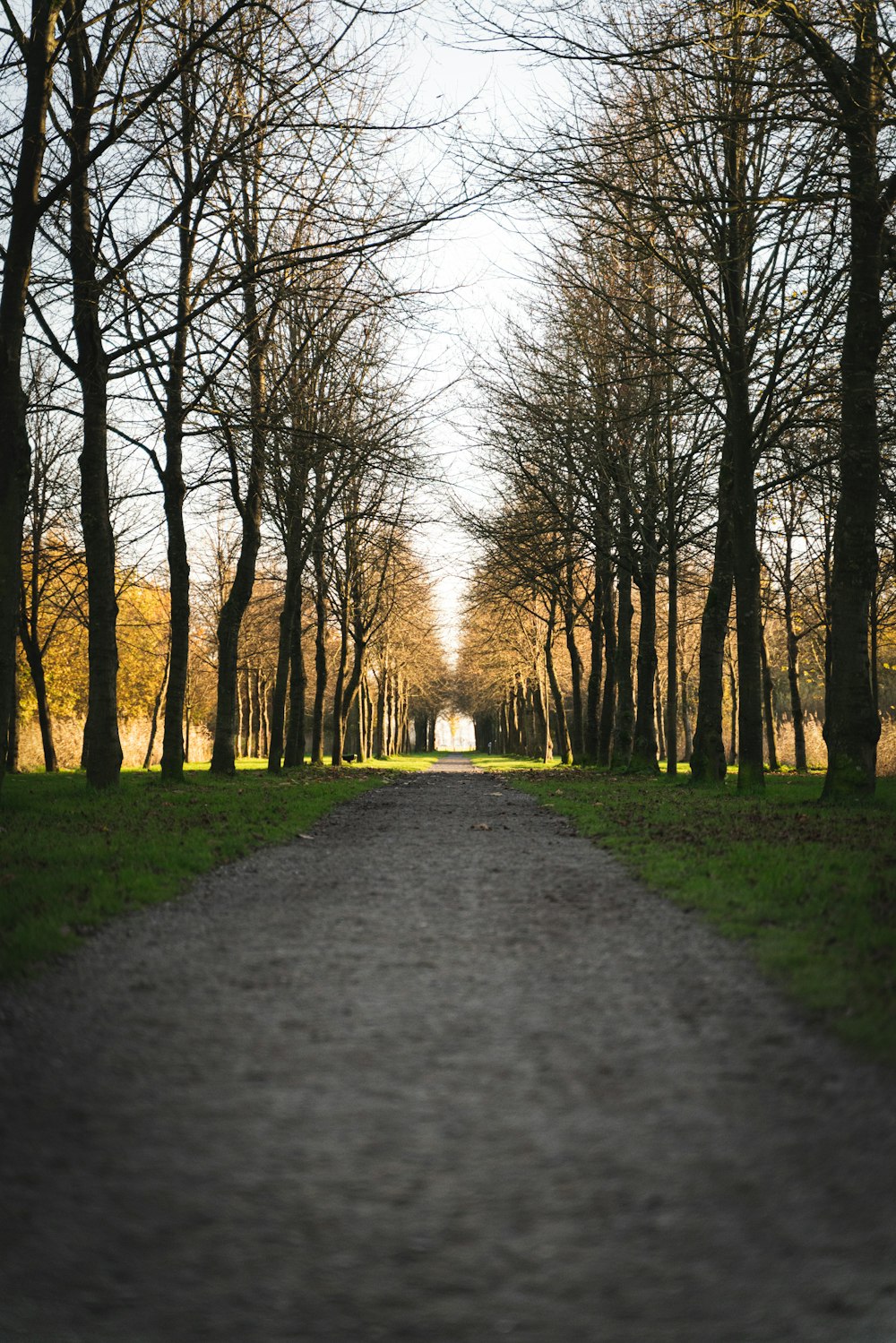 gray concrete pathway between bare trees during daytime