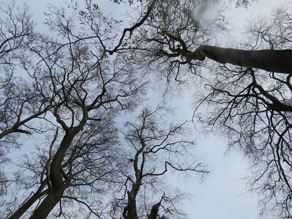 白い雲の下の葉のない木のローアングル写真