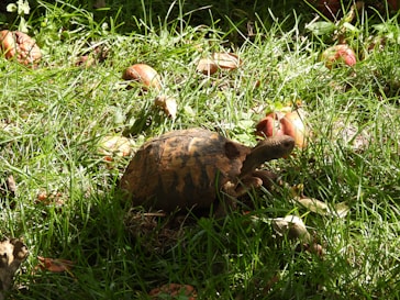 A close-up of a tortoise slowly walking through a sunlit patch of green grass on the ranch.