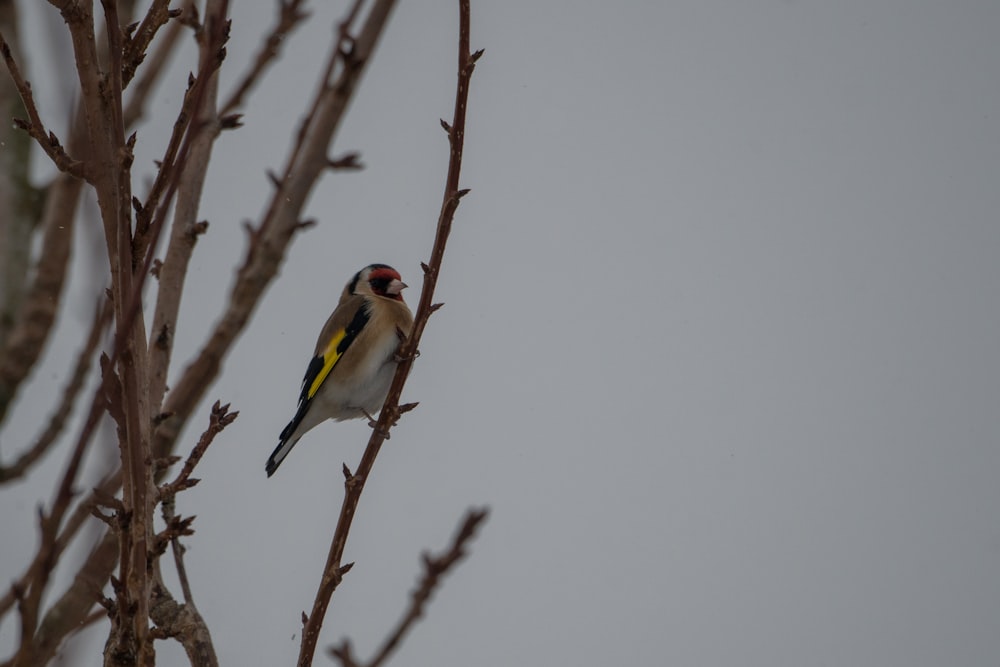 yellow and black bird on brown tree branch during daytime