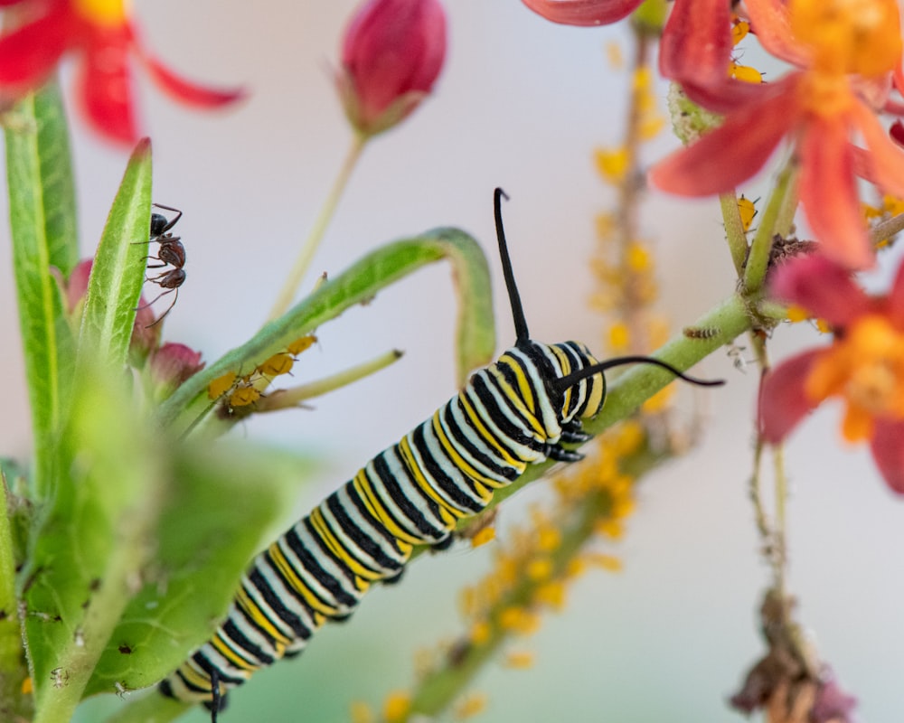 black and yellow caterpillar on green leaf