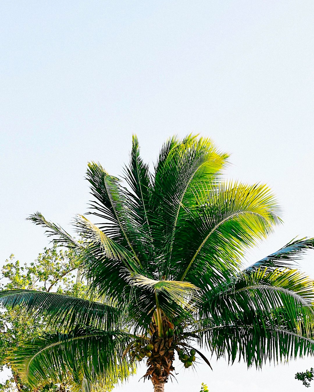 green palm tree under blue sky during daytime