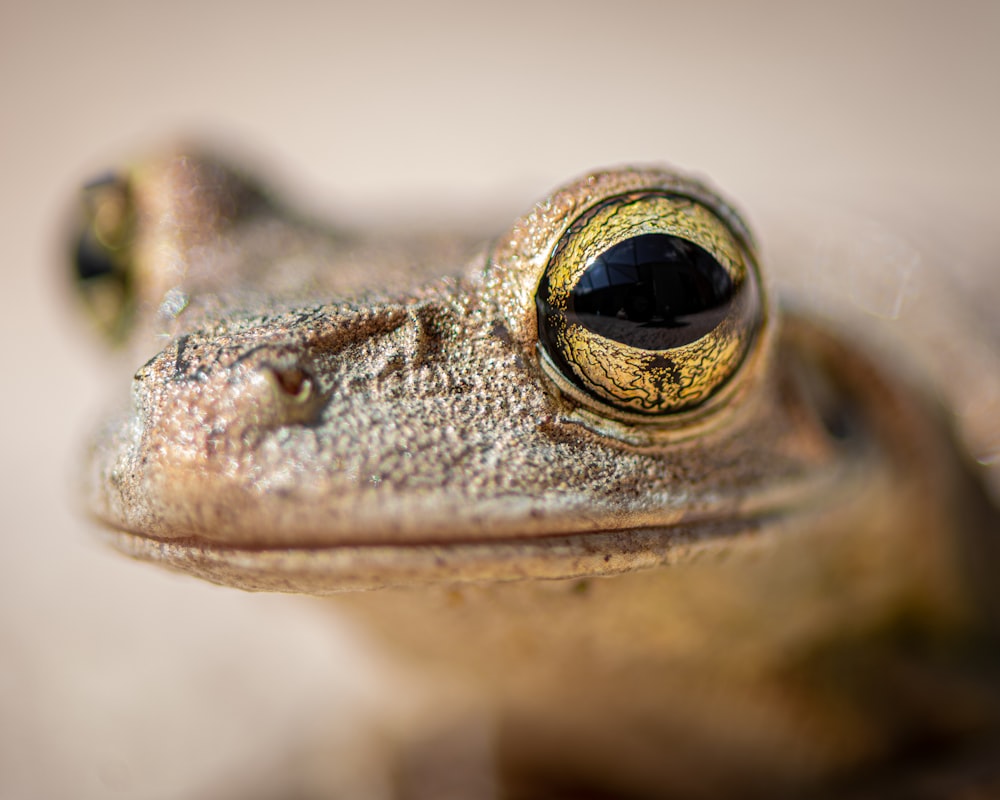 brown frog in close up photography