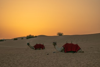 white camel on brown sand during sunset
