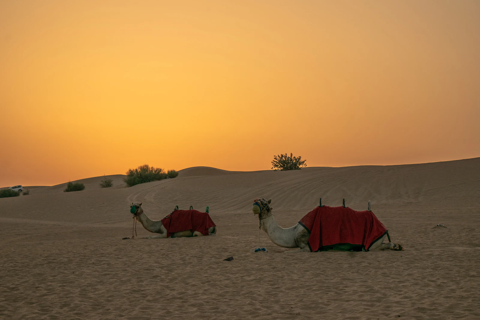 Camels resting at a desert camp in Dubai at sunset