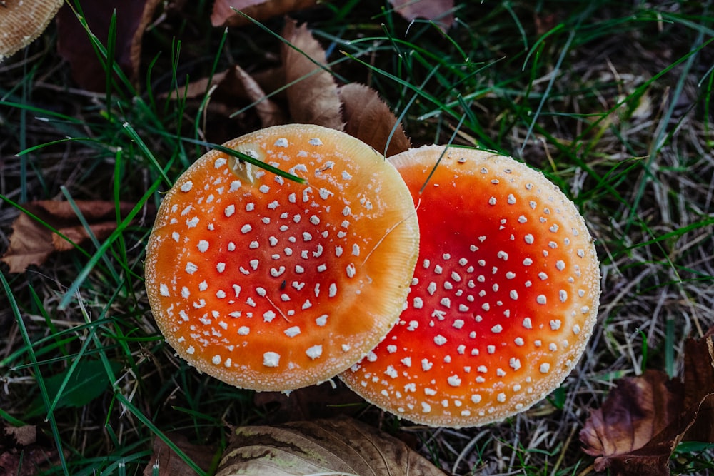 Fungo rosso e bianco su erba verde