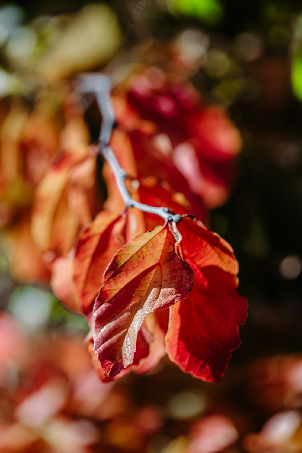 red and brown leaves in tilt shift lens