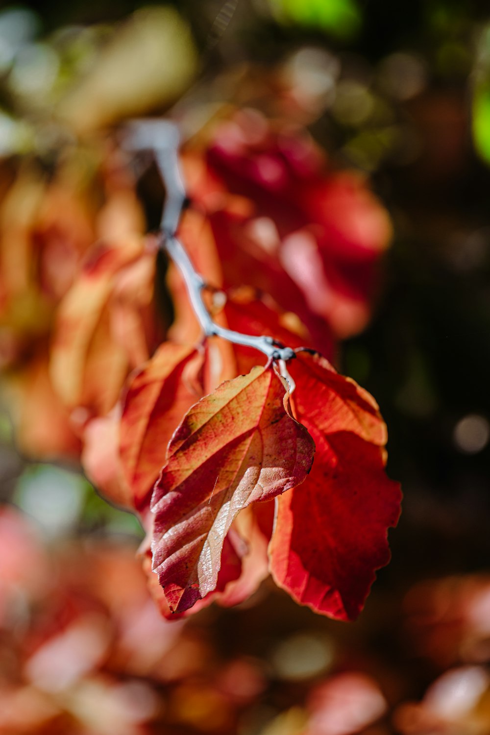 folhas vermelhas e marrons na lente tilt shift