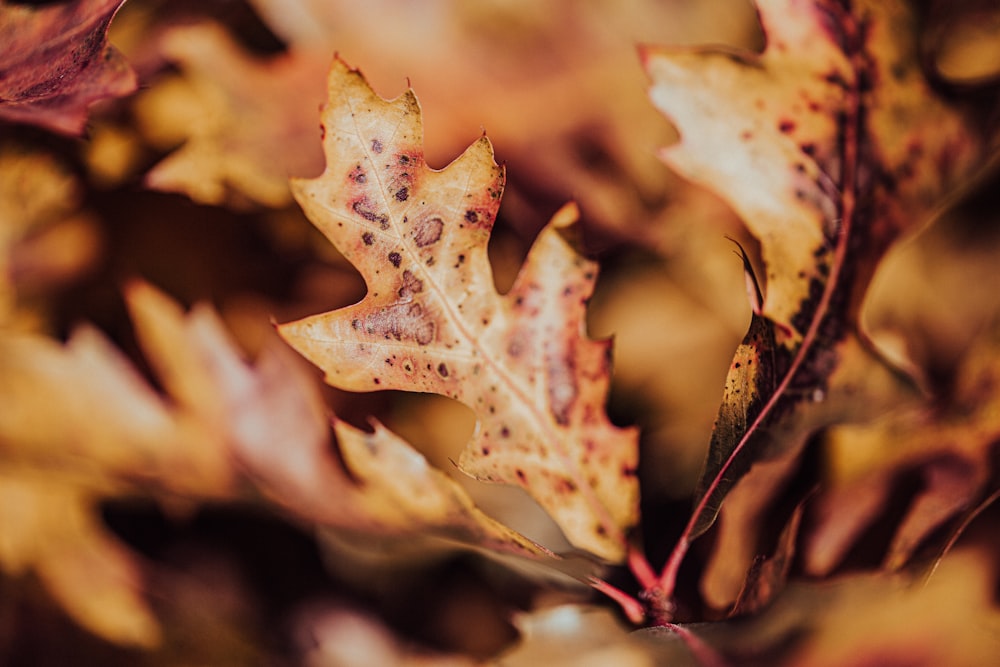 brown maple leaf in tilt shift lens