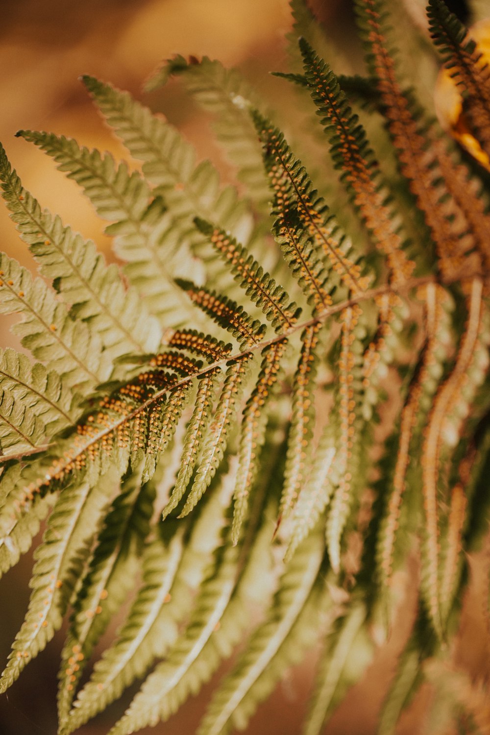 planta de folhas verdes e marrons