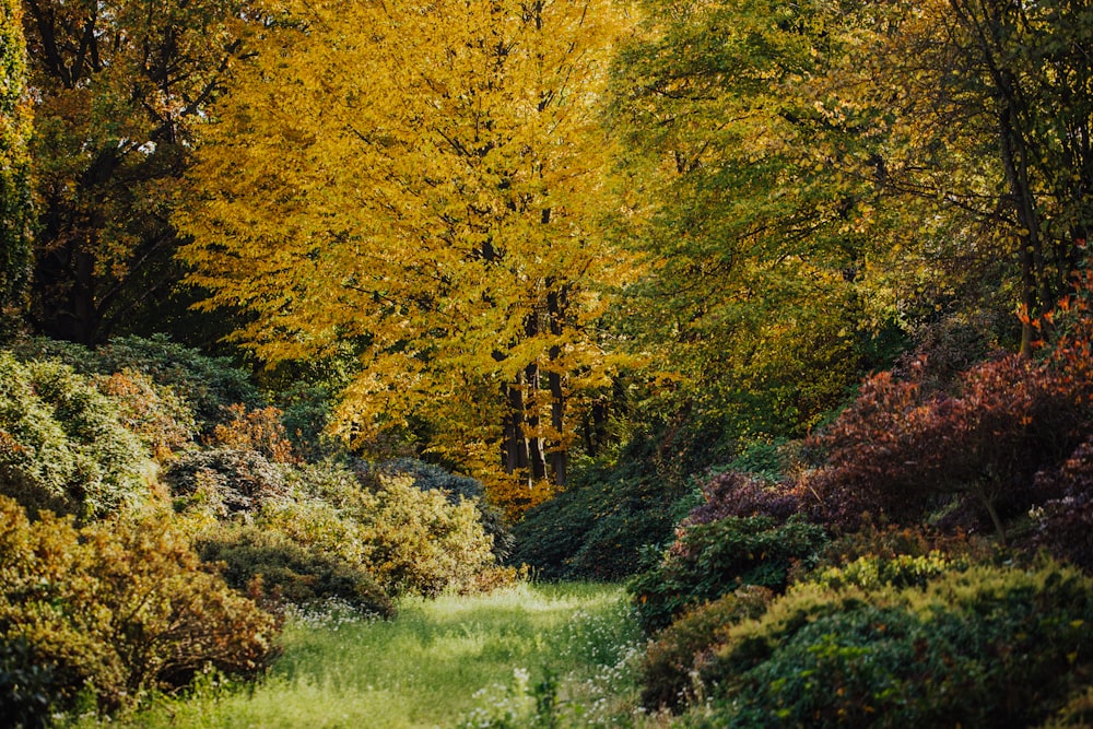 alberi verdi e gialli durante il giorno