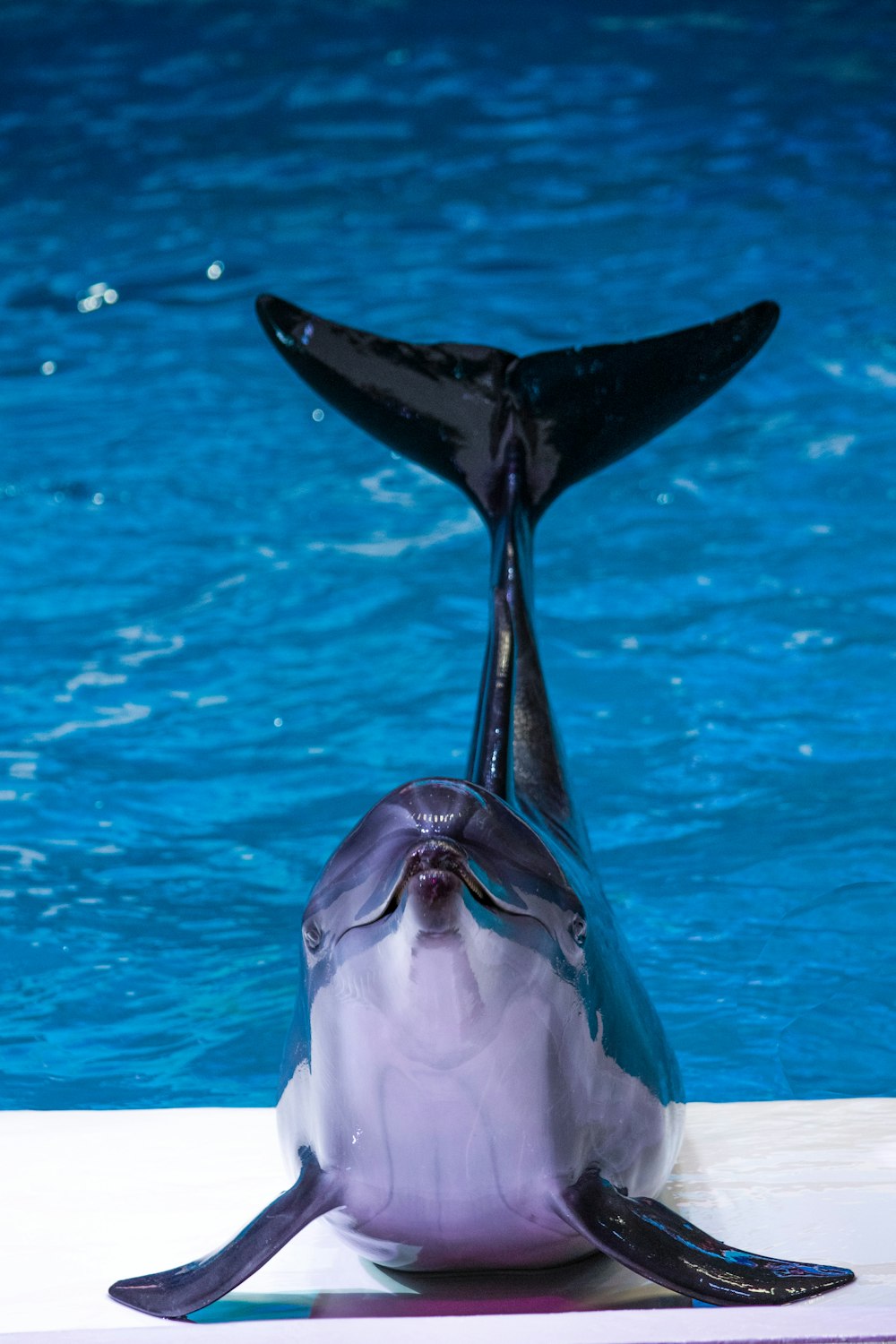 black and white whale on blue water