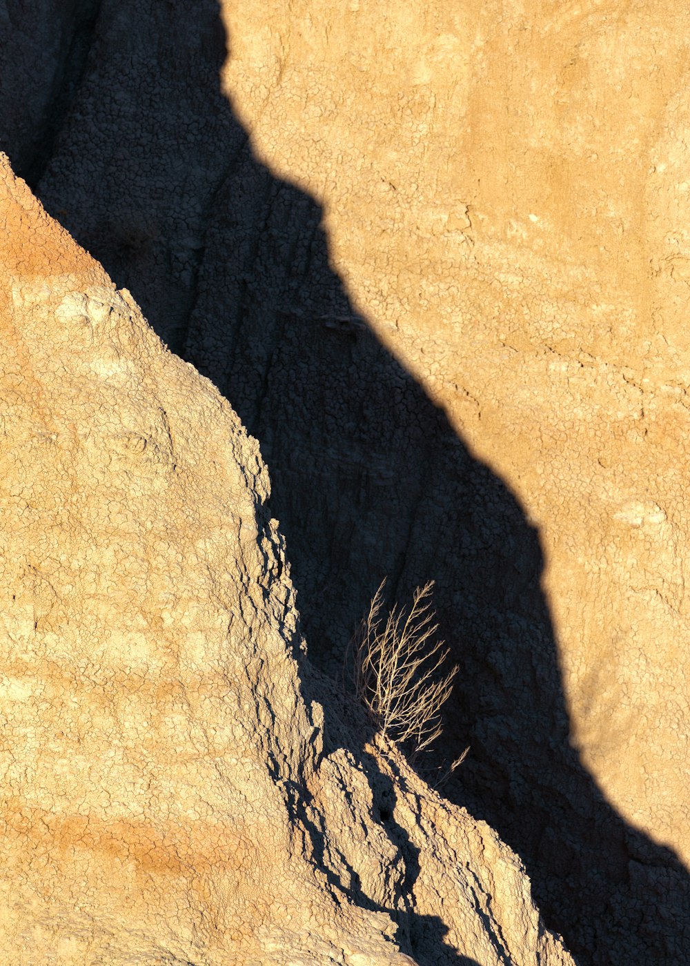 Braunes getrocknetes Gras auf braunem Sand