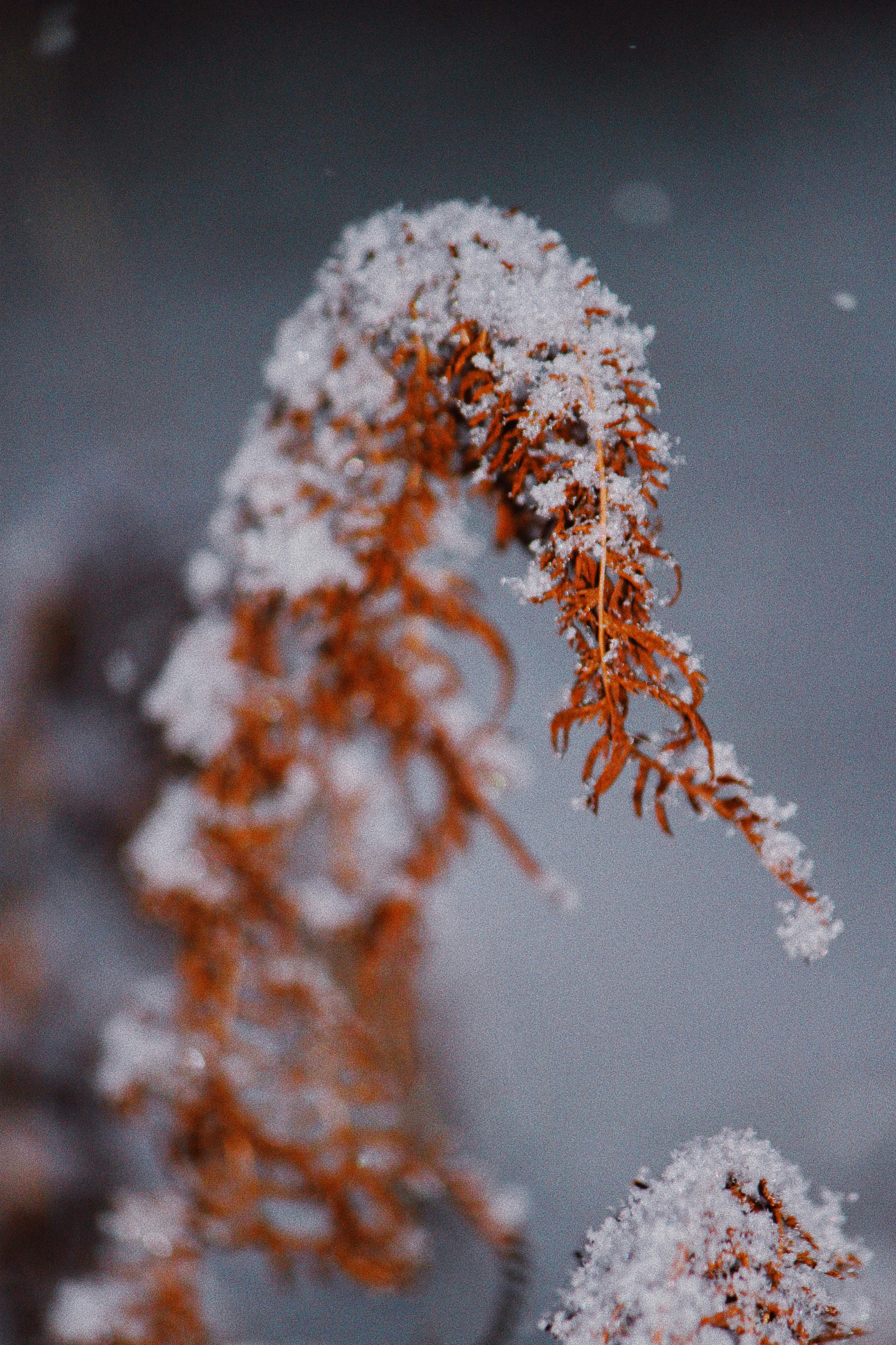 Photo by sesambrotchen