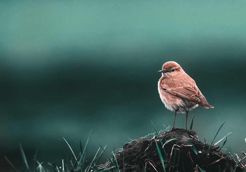 brown bird on brown tree branch