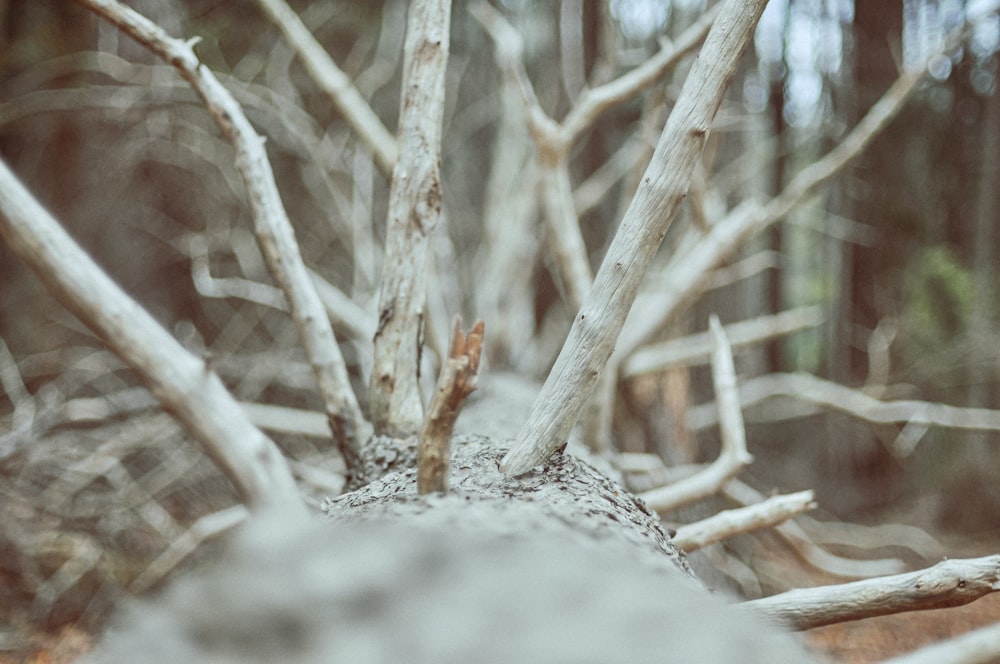 white and brown tree branch