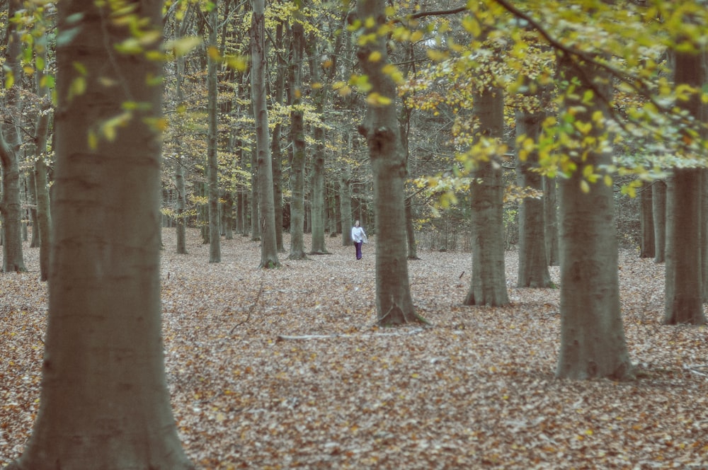 Persona con camisa blanca de pie en el bosque durante el día