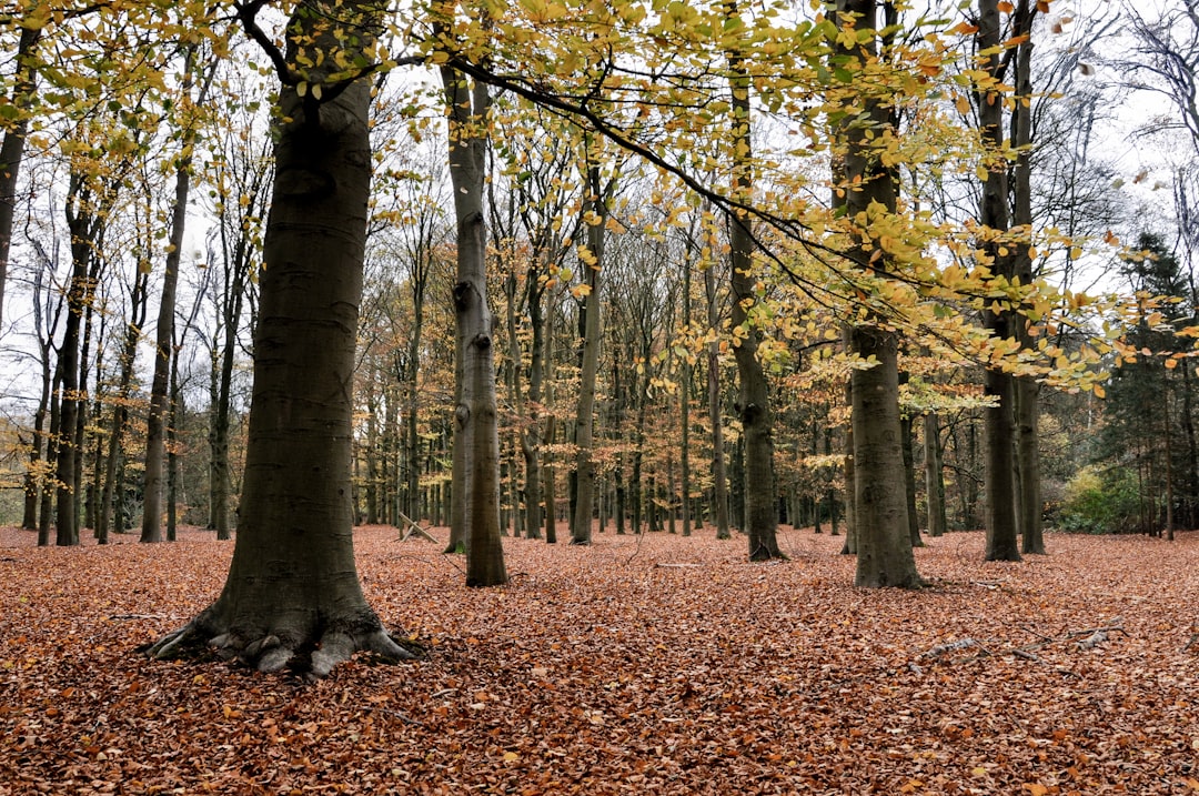 Afbeelding van Baarn