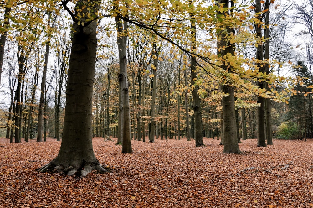 brown and green trees during daytime