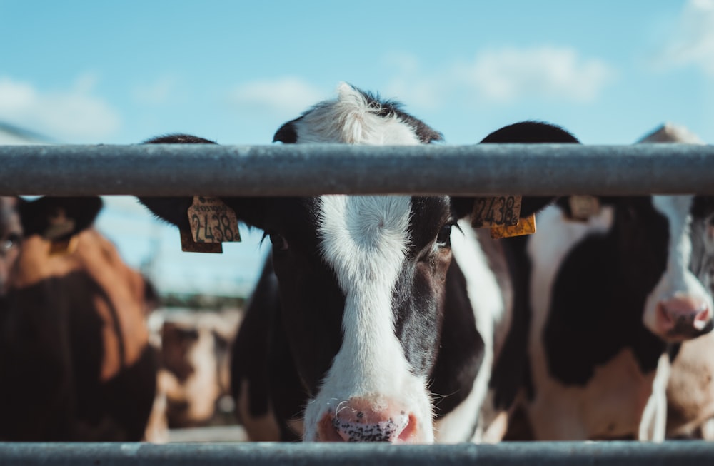 white and black cow on field during daytime