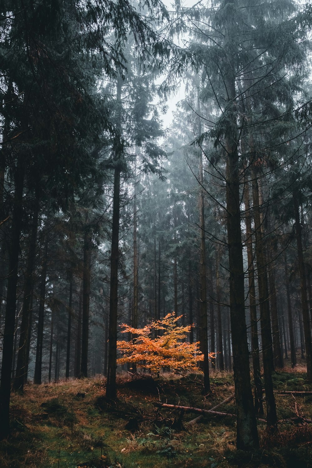 brown trees on forest during daytime