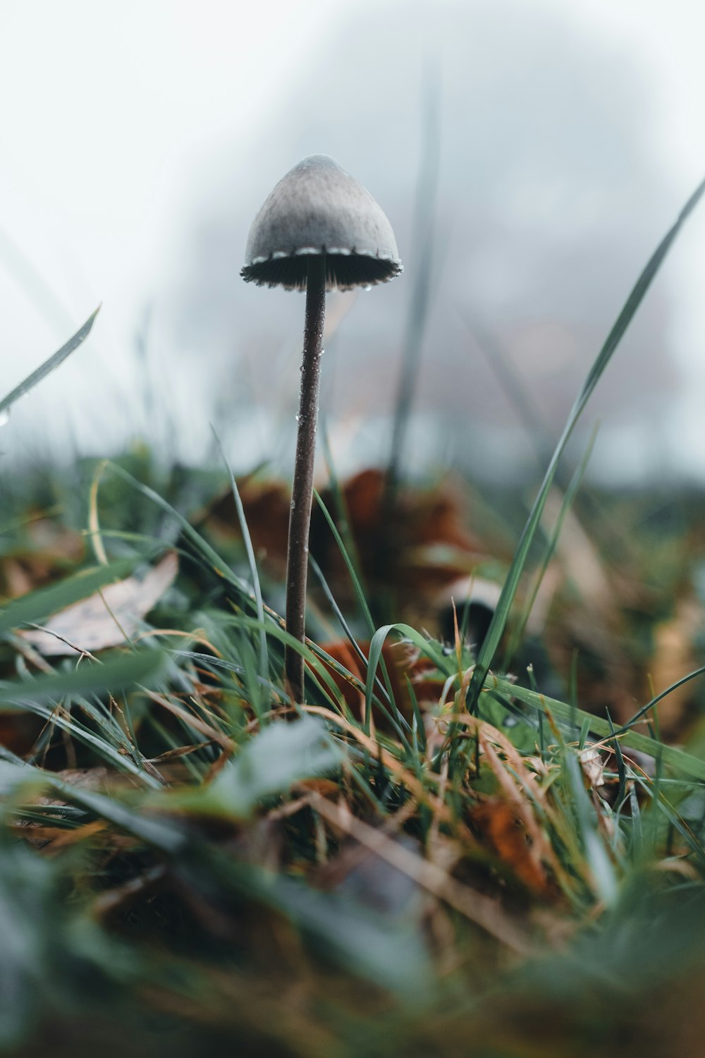 black and white mushroom on green grass