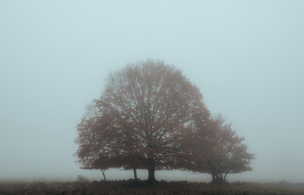 Arbre brun sur le terrain pendant la journée