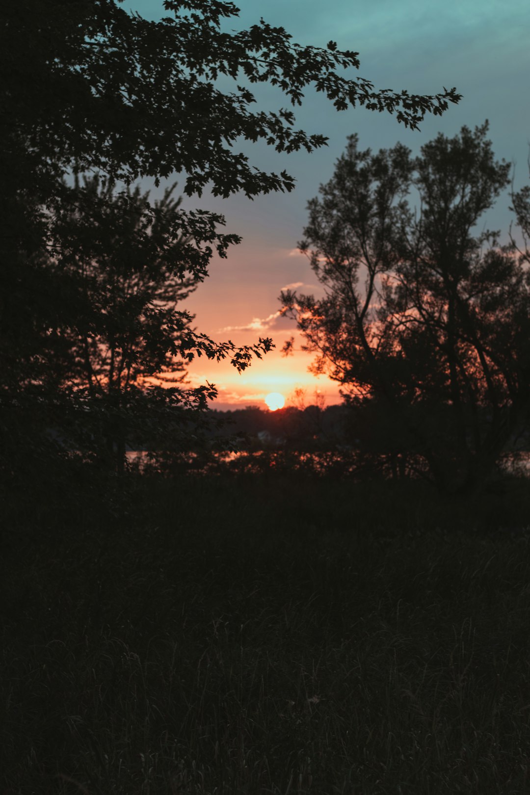 silhouette of trees during sunset