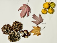 A glimpse of seasonal products featured in the gallery.