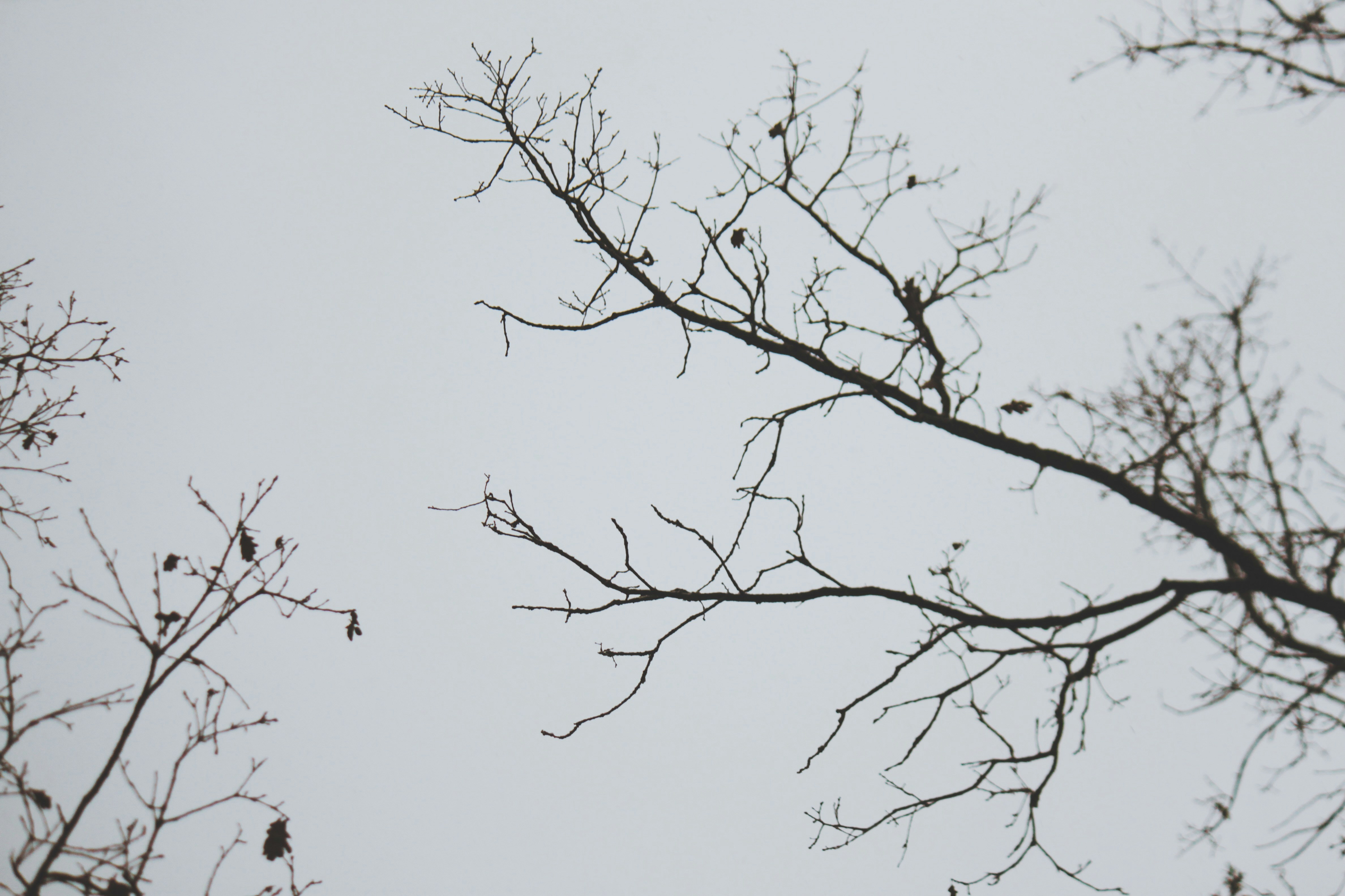 Photo by sesambrotchen