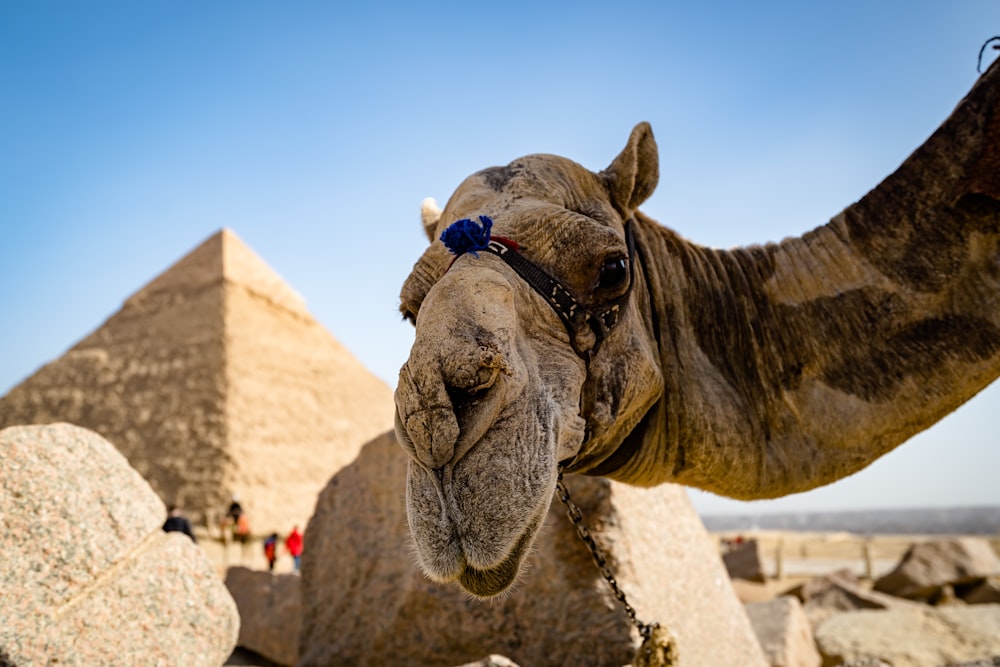 Braunes Kamel auf braunem Sand tagsüber