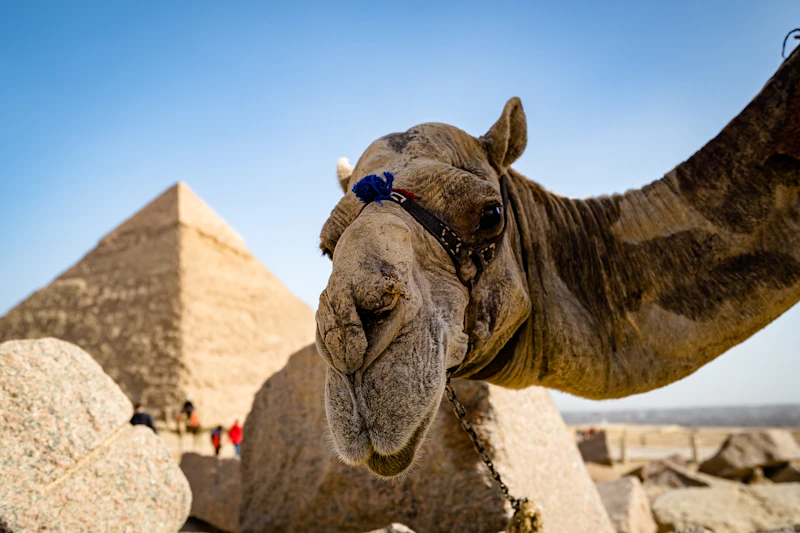 Brown camel on brown sand during daytime