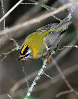 The tiny firecrest
