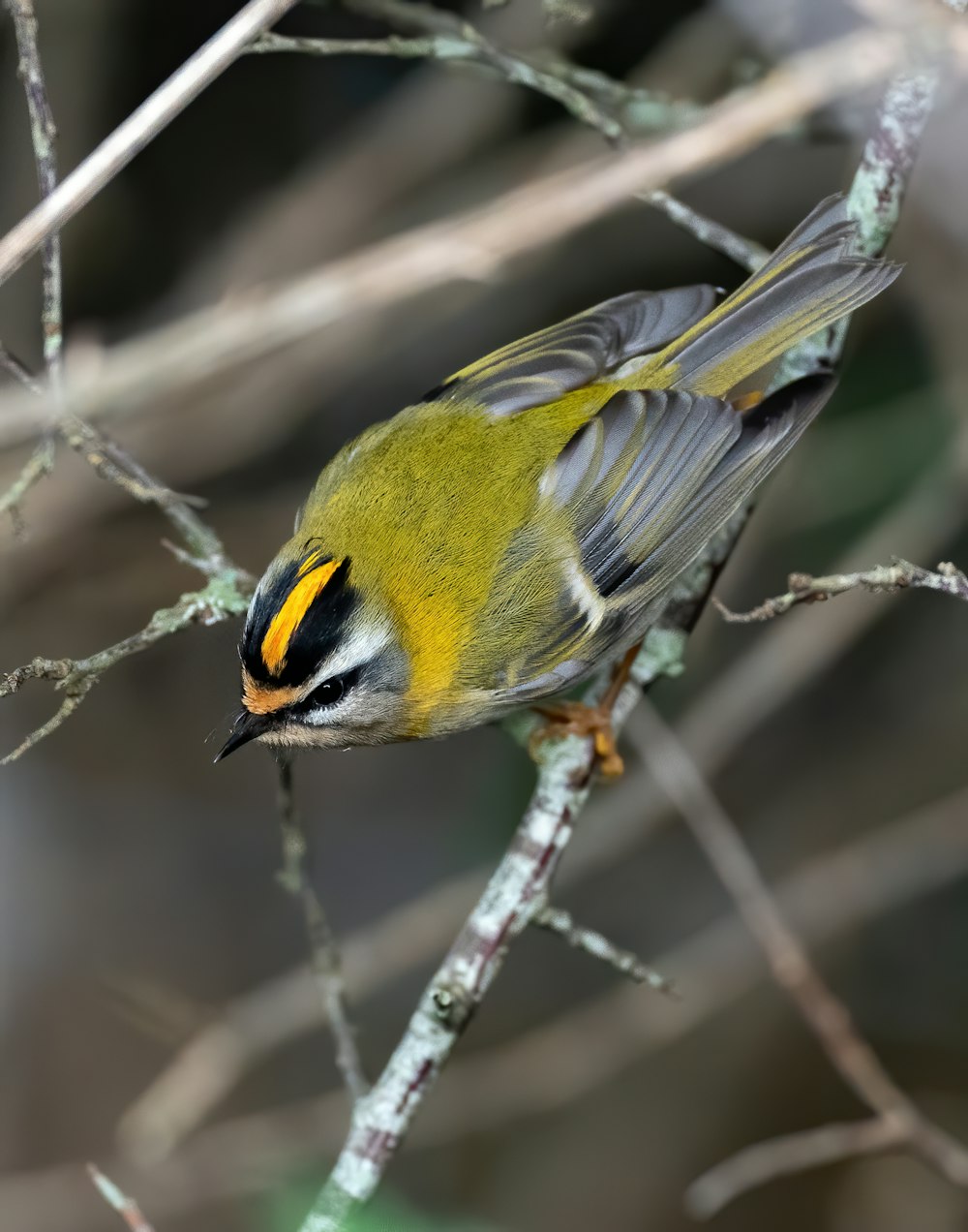 yellow and gray bird on brown tree branch