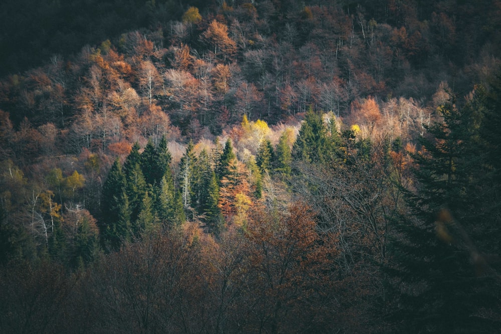 árvores marrons e verdes durante o dia