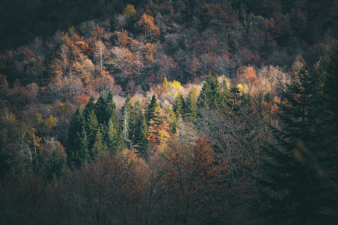 brown and green trees during daytime