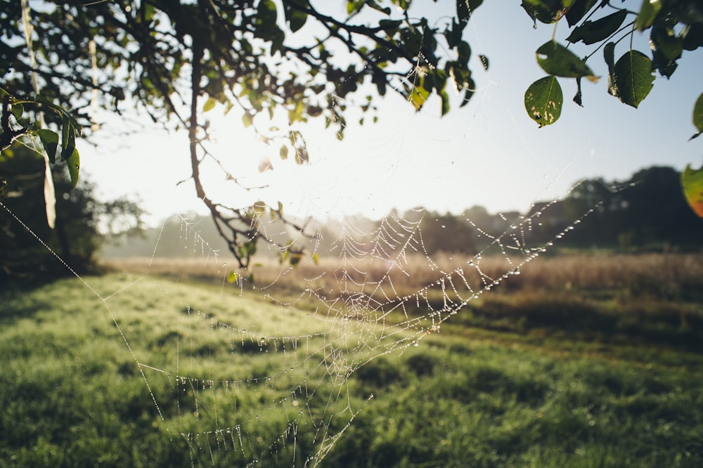spider web on green grass field during daytime