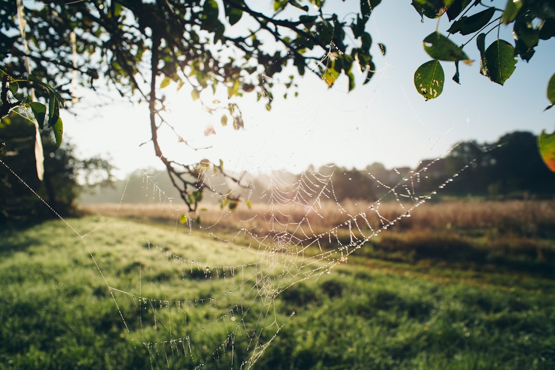 spider web on green grass field during daytime