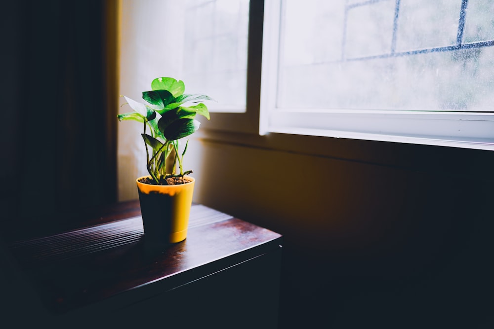 green plant on yellow pot on brown wooden table